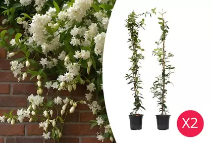 Oferta de Conjunto de 2 plantas de jazm&iacute;n toscano XL por 44,95€ en Oteros