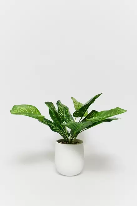 Oferta de Planta calathea tropical + Colores    11,99€     9,55€ por 9,55€ en Sfera