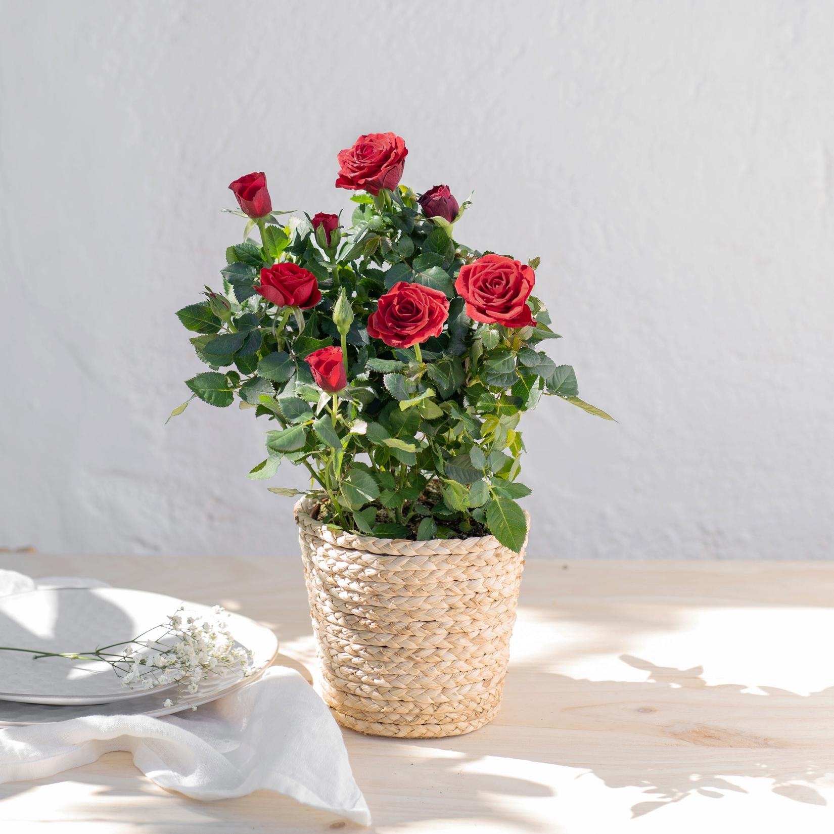 Oferta de Rosal Rojo por 27,99€ en Interflora