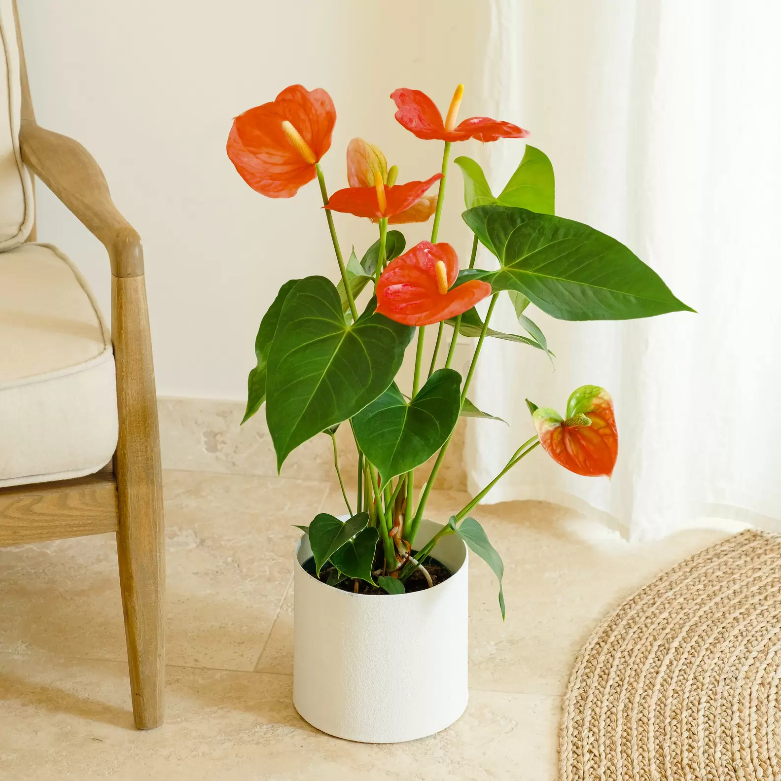 Oferta de Anthurium por 44,99€ en Interflora