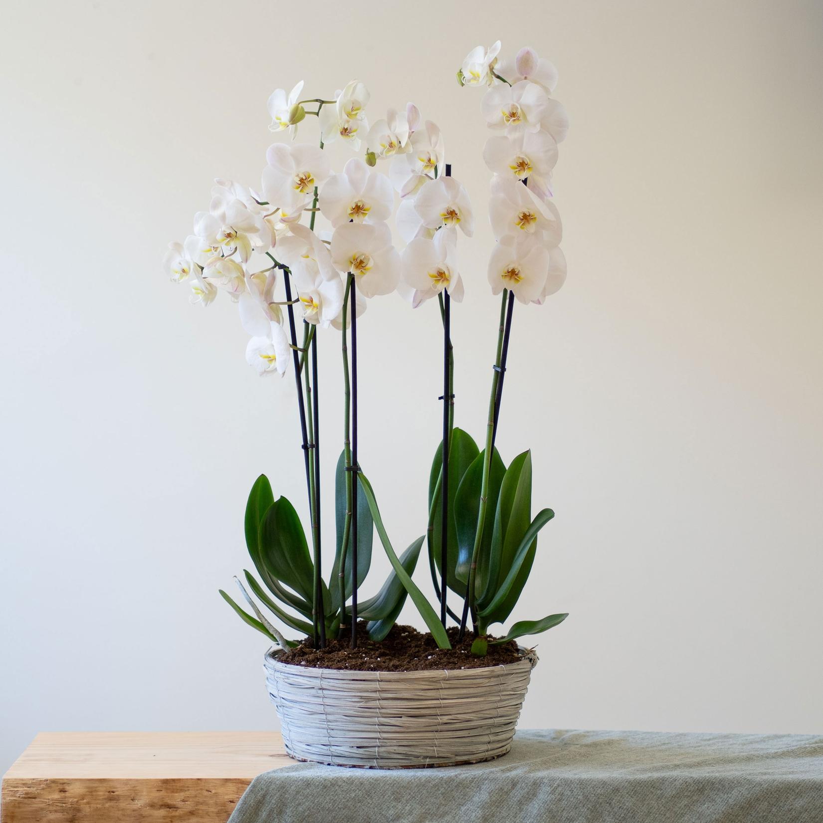 Oferta de Centro de Orquídeas blancas por 84,99€ en Interflora