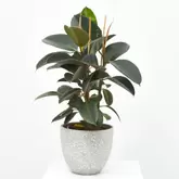 Oferta de FICUS ROBUSTA por 27,99€ en Verdecora