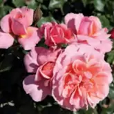 Oferta de ROSAL FLORIBUNDA ROSA... por 11,99€ en Verdecora