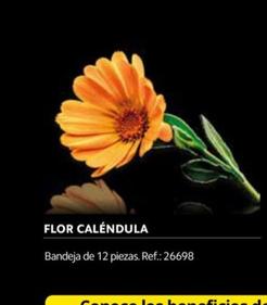 Oferta de Flor Calendula en Makro
