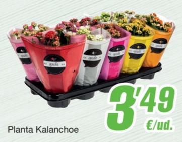 Oferta de Planta Kalanchoe por 3,49€ en SPAR Fragadis