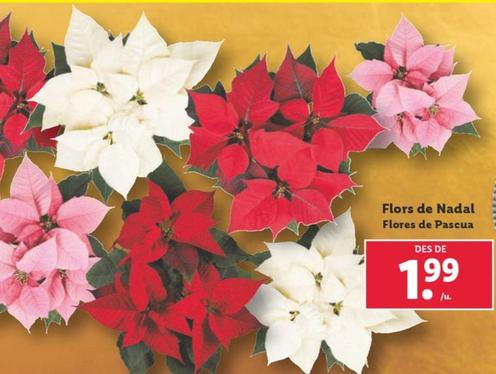 Oferta de Flores De Pascua por 1,99€ en Lidl