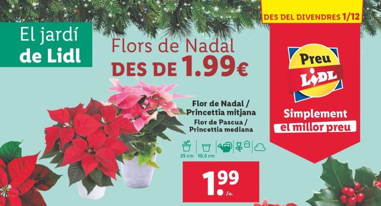 Oferta de Flor De Pascua / Princettia Mediana por 1,99€ en Lidl