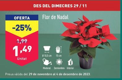 Oferta de Flor De Nadal por 1,49€ en ALDI
