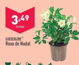 Oferta de Gardenline - Rosa De Nadal por 3,49€ en ALDI