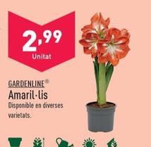 Oferta de Gardenline - Amaril-lis por 2,99€ en ALDI