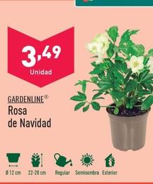 Oferta de Gardenline - Rosa De Navidad por 3,49€ en ALDI