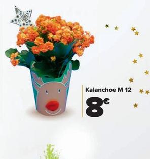 Oferta de Kalanchoe M 12 por 8€ en Carrefour