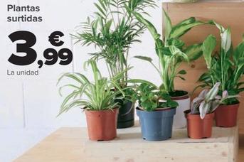 Oferta de Plantas Surtidas por 3,99€ en Carrefour