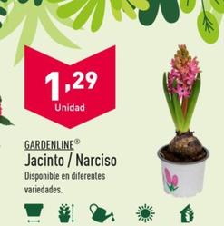 Oferta de Gardenline - Jacinto/Narciso por 1,29€ en ALDI