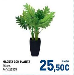 Oferta de Maceta Con Planta por 25,5€ en Makro