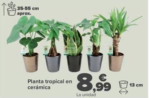 Oferta de Planta tropical en cerámica por 8,99€ en Carrefour