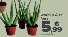 Oferta de Azalea o Aloe Vera por 5,99€ en Carrefour