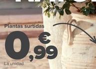 Oferta de Plantas surtidas por 0,99€ en Carrefour