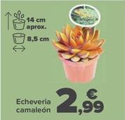 Oferta de Echeveria camaleón por 2,99€ en Carrefour