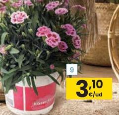 Oferta de Eroski - Clavel Pink Kiss Maceta por 3,1€ en Eroski