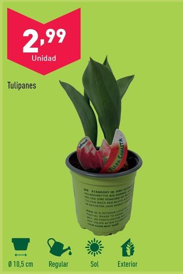 Oferta de Tulipanes por 2,99€ en ALDI