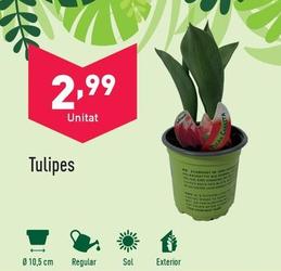 Oferta de Tulipanes por 2,99€ en ALDI