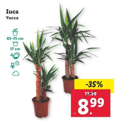 Oferta de Yucca por 8,99€ en Lidl