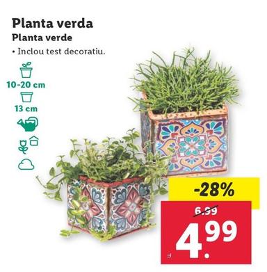 Oferta de Planta Verde por 4,99€ en Lidl