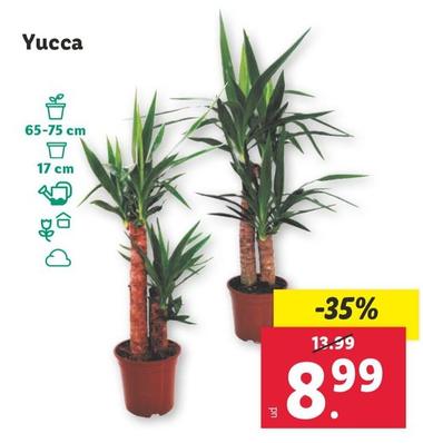 Oferta de Yucca por 8,99€ en Lidl