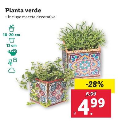 Oferta de Planta Verde por 4,99€ en Lidl