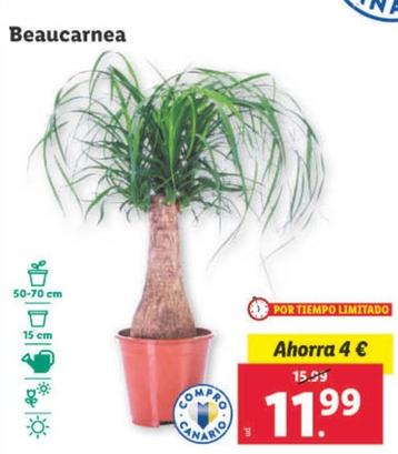Oferta de Beaucarnea por 11,99€ en Lidl