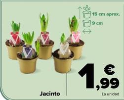 Oferta de Jacinto por 1,99€ en Carrefour