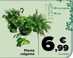 Oferta de Planta  Colgante por 6,99€ en Carrefour
