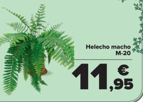 Oferta de Helecho Macho M-20 por 11,95€ en Carrefour