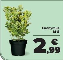 Oferta de Euonymus M-8 por 1,99€ en Carrefour