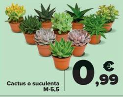 Oferta de Cactus O Suculenta M-5,5 por 0,99€ en Carrefour