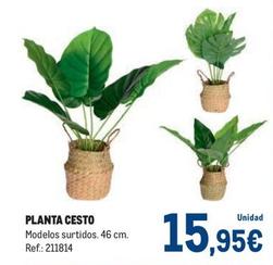 Oferta de Makro - Planta Cesto por 15,95€ en Makro