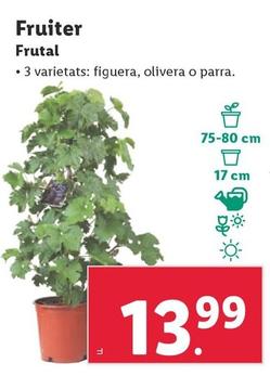 Oferta de Frutal por 13,99€ en Lidl