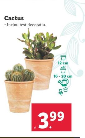 Oferta de Cactus por 3,99€ en Lidl