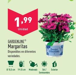 Oferta de Gardenline - Margaritas por 1,99€ en ALDI