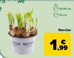 Oferta de Narciso por 1,99€ en Carrefour