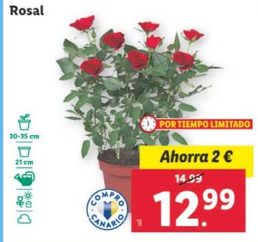 Oferta de Rosal por 12,99€ en Lidl