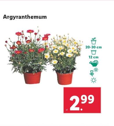 Oferta de Argyranthemum por 2,99€ en Lidl