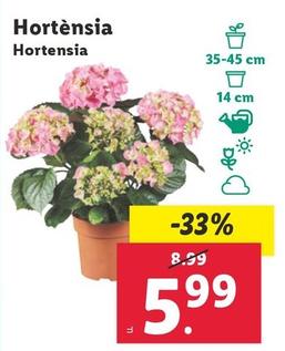 Oferta de Hortensia por 5,99€ en Lidl