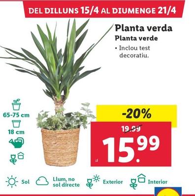 Oferta de Planta Verde por 15,99€ en Lidl