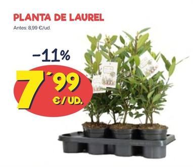 Oferta de Planta De Laurel por 7,99€ en Ahorramas