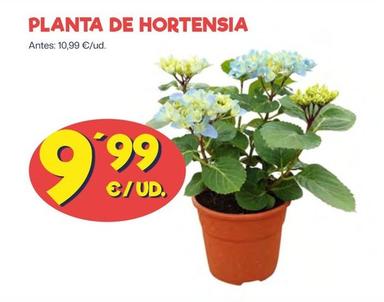 Oferta de Plnata De Hortensia por 9,99€ en Ahorramas