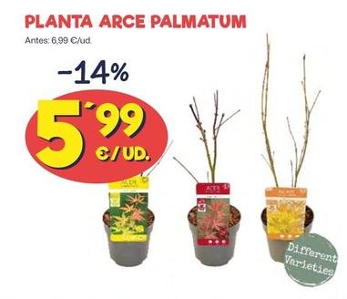 Oferta de Planta Arce Palmatum por 5,99€ en Ahorramas