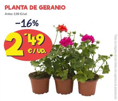 Oferta de Planta De Geranio por 2,49€ en Ahorramas