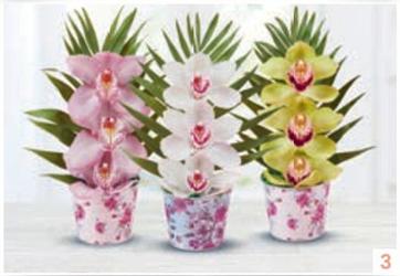 Oferta de Orquídea 3 Flores por 6,9€ en Eroski